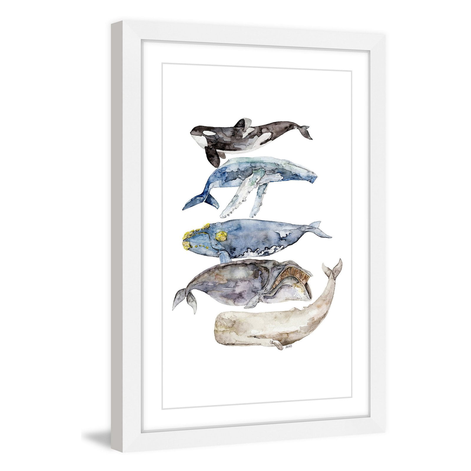 Marmont Hill "Whale Species" by Rachel Byler Framed Painting Print