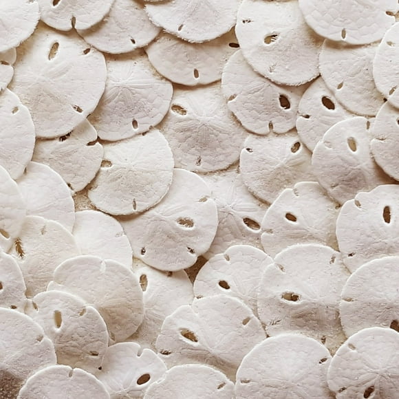 Tumbler Home Sand Dollars 50pcs - Under 1" Inch - Small Natural White Sand Dollar - Sea Shell for Crafts - Wedding shells - Bulk Sand Dollars
