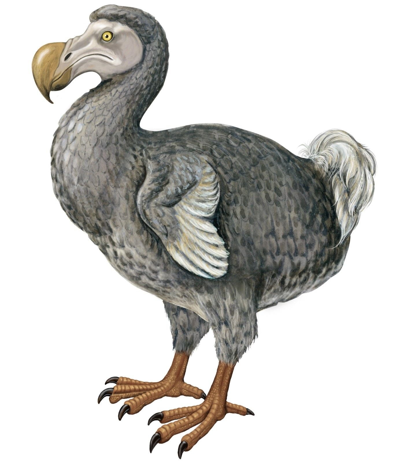 Print On Metal Cute Dodo Bird Cool Beautiful Extinct Print 12 X 18 Worry Free Wall Installation Shadow Mount Is Included Walmart Com Print On Metal Cute Dodo Bird Cool Beautiful Extinct Print 12 X 18 Worry Free Wall Installation Shadow Mount Is Included Walmart Com