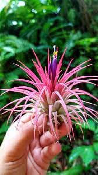 It Blooms Rainforest Grown Assorted Air Live Plants (10 Count)