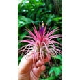 thumbnail image 3 of It Blooms 5 Pack  Tillandsia Air Plants Assorted Ionantha Species - Easy Care House Plants - 30 Day Guarantee, 3 of 5