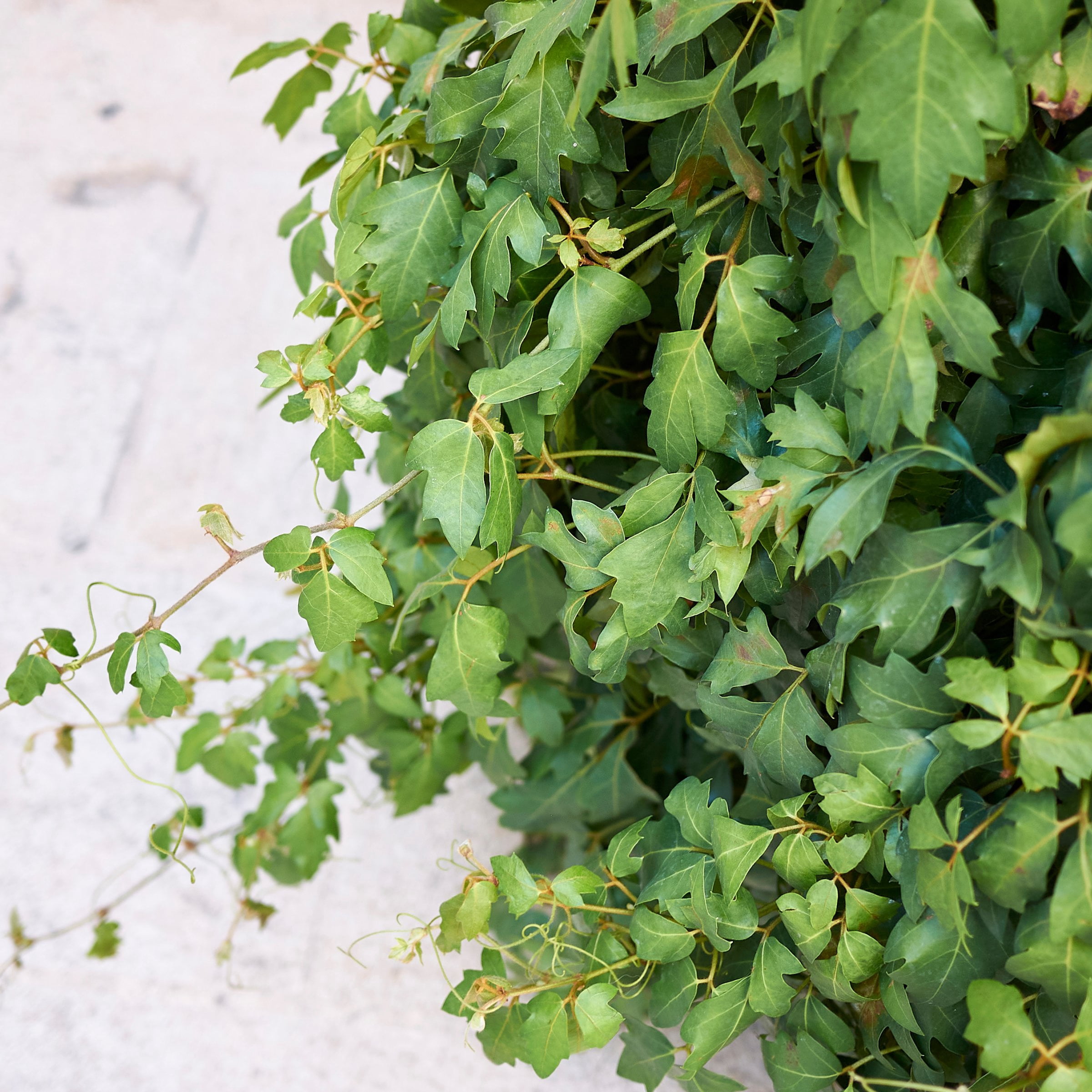6 in. Cissus Ellen Danica Oak Leaf Plant in Grower Container