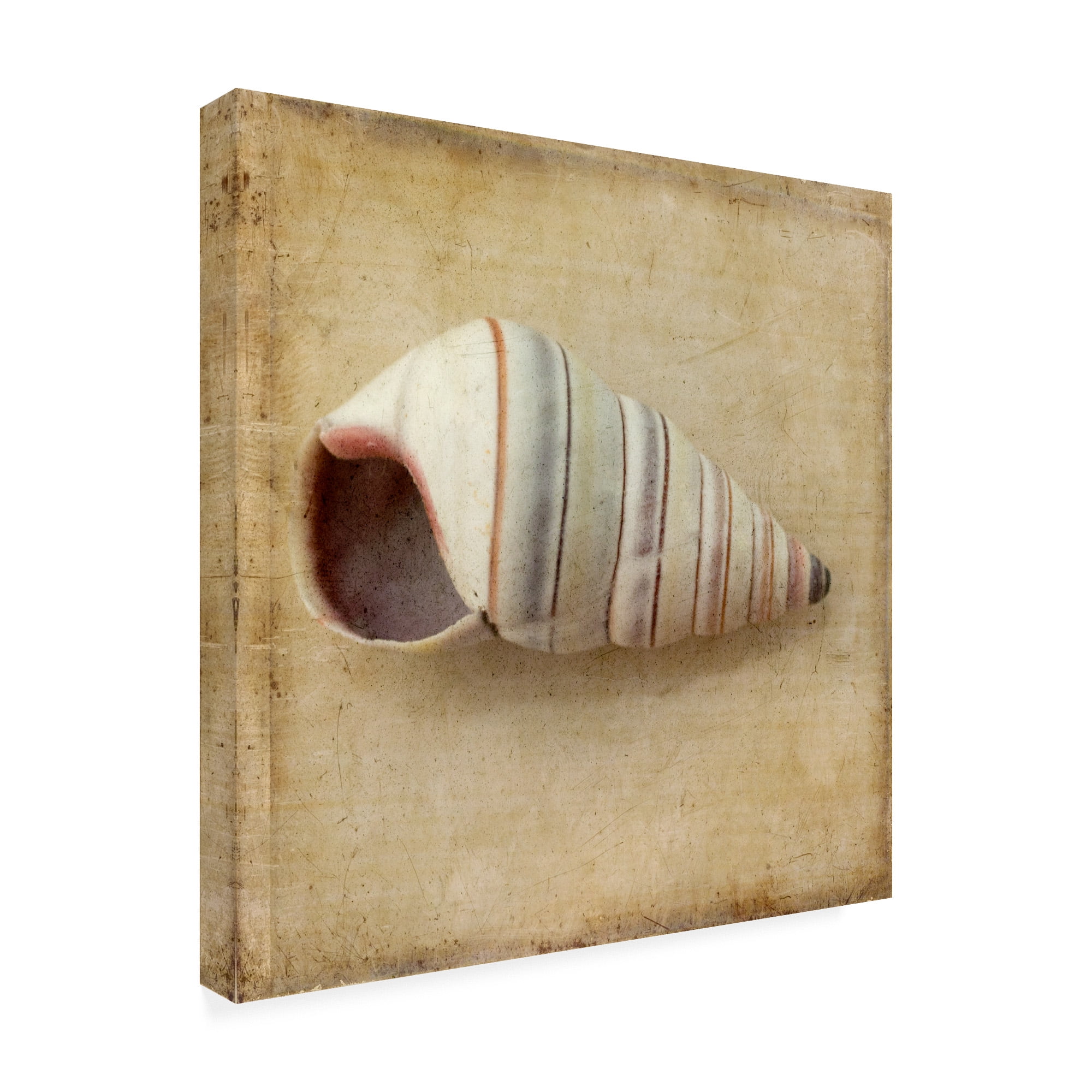 Trademark Fine Art 'Sepia Shell IV' Canvas Art by Judy Stalus