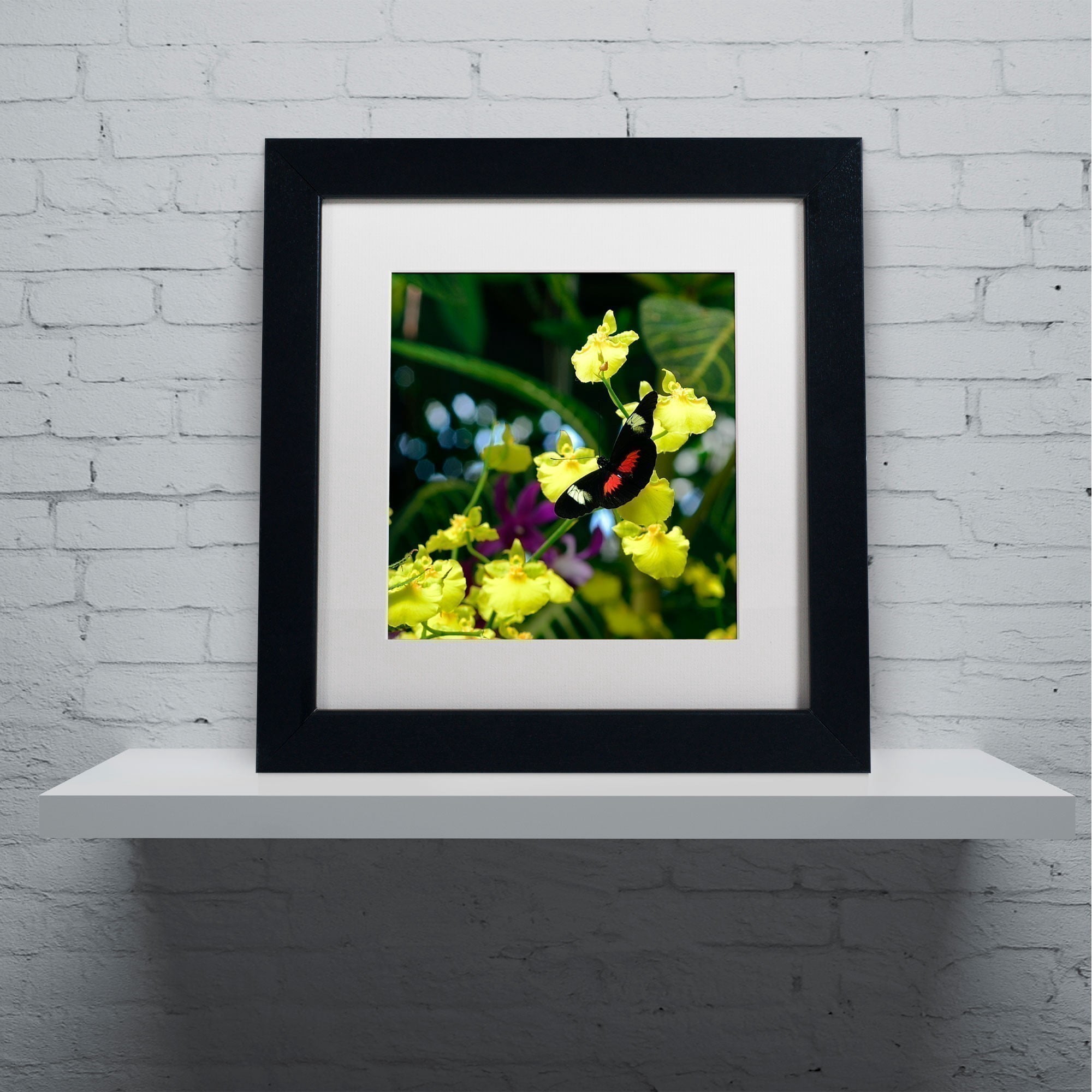 Trademark Fine Art "Doris Longwing Butterfly on Orchid" Canvas Art by Kurt Shaffer, White Matte, Black Frame