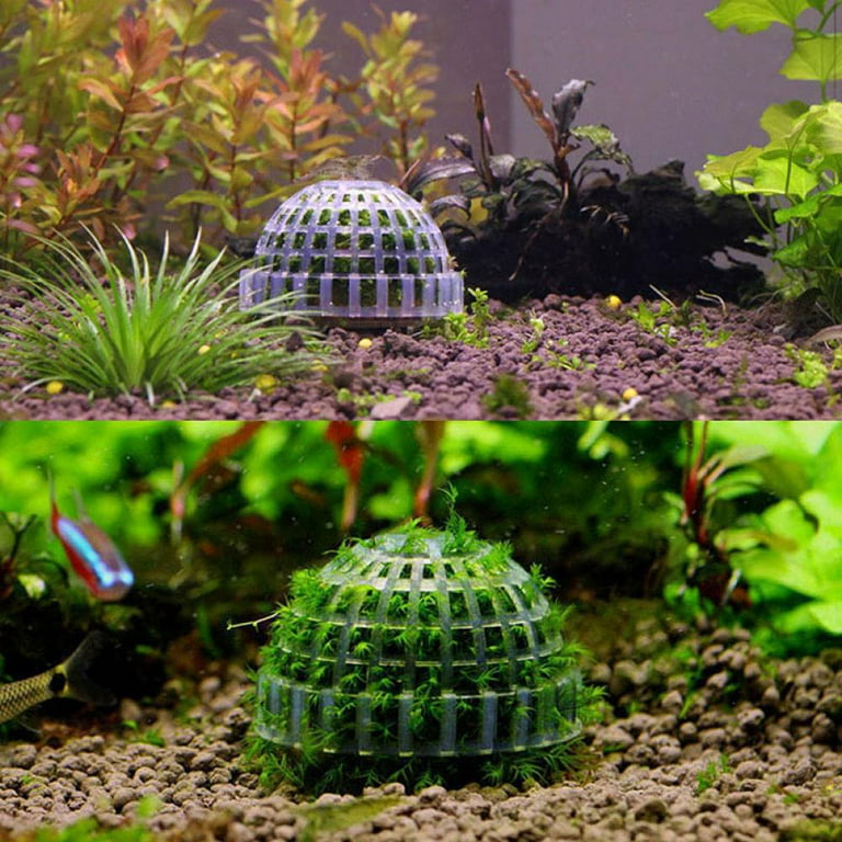 Live Plant Aquarium Decor Moss Ball Filter For Healthy Fish - Temu