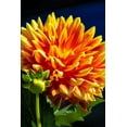 thumbnail image 2 of Engelbrecht, Lisa S. 13x18 White Modern Wood Framed Museum Art Print Titled - Dahlia, 2 of 4
