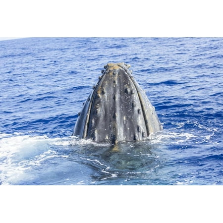 Humpback Whale, whale watching off Maui, Hawaii, USA Print Wall Art By Stuart