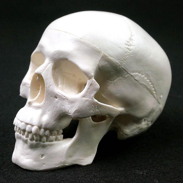 Modelo anatómico humano LIUYMXG Cráneo Anatomía 92 * 99 * 71 mm