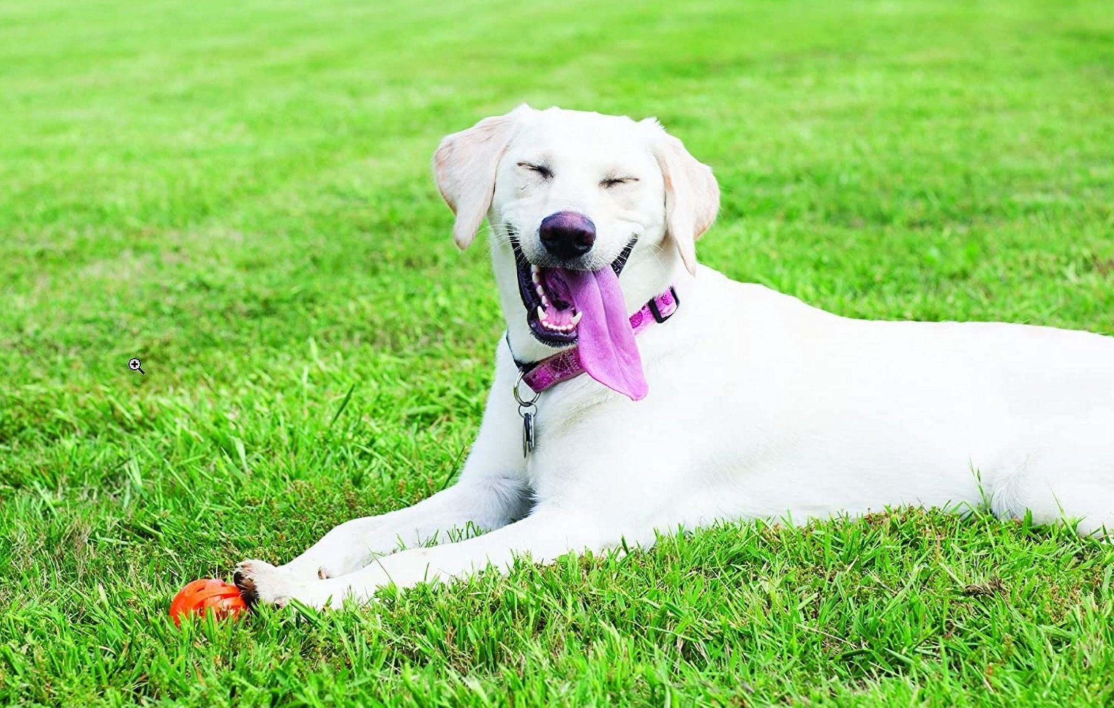 4 Pack Chuckit Breathe Right Fetch Ball Dog Toy [Dog Fetch Toys] X-Large - 4 count