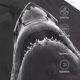 thumbnail image 3 of Fotbe Black And White Shark Gorro Clásico de Béisbol, Gorra Ajustable con Broche Snapback, Gorro de Exterior de Algodón Suave, 3 of 6