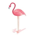 thumbnail image 2 of Metz, Andi 12x12 White Modern Wood Framed Museum Art Print Titled - Flamingo Walk IV, 2 of 4
