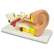 Walter Products Ear Model, 4 Parts