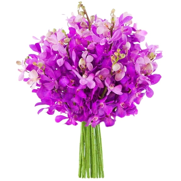 KaBloom : 30 Purple Orchids, Next-Day Delivery, Gift for Every Occasion.