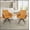 Orange, variant on 360° Swivel Home Office Desk Chairs Set of 2,Modern Dining Chairs with Arm, Upholstered Bedroom Chairs with Metal Base,Makeup Chair for Vanity, for Living Room, Bedroom,Study Room,Dining Room