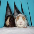 thumbnail image 2 of 2PCS Small Animal Hamster Tent Hammock Pet Hiding Cage Accessories Nest Bed for Guinea Pig Chinchilla Hedgehog Rat Squirrel Ferret Dwarf Rabbit (Blue), 2 of 5