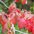 thumbnail image 4 of Brighter Blooms White Dogwood Tree - 4-5 ft., 4 of 6