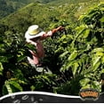 thumbnail image 4 of Yaucono Dark Roast Ground Coffee, Puerto Rico, 100% Arabica, 10 Ounce (Pack of 2), 4 of 7