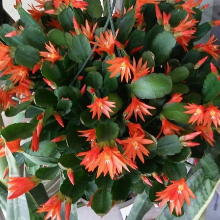 1 Orange Easter Cactus Live Plant, 4-8 Inch, Spring Cactus Live for Houseplant Growing