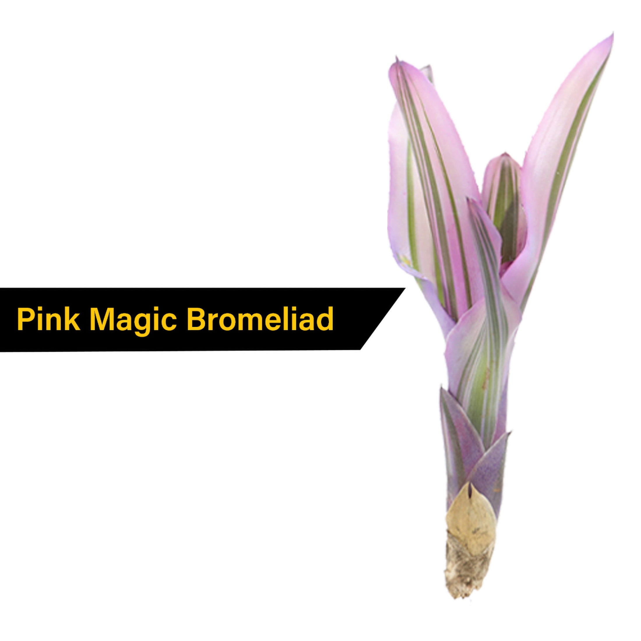 ReptiCulture Assorted Bromeliad Plant 6 ct