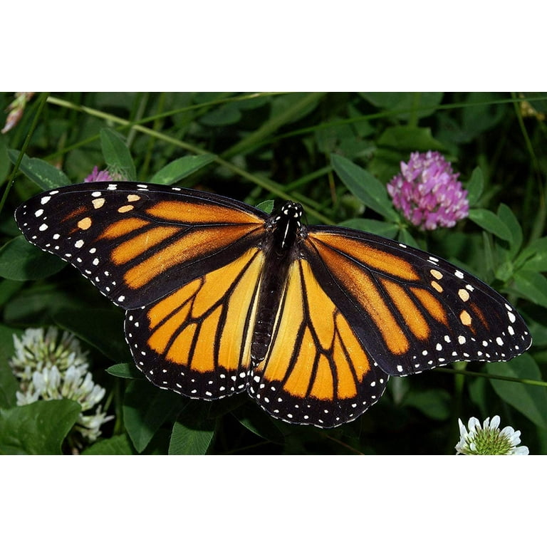  Monarch Butterfly Garden Kit -28 Species of Perennial Milkweed  and Wildflower Seeds - If You Grow it Monarchs Will Come - Kids STEM  Project - Create a Beautiful Garden Full