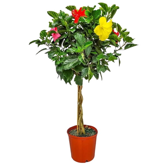 Tropical Plants of Florida 36" to 42" Braided 3 to 4 Mixed Color Hibiscus Tree, 10 in Grower Pot, 1 Count, Attract Bees