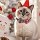 thumbnail image 1 of Collar de Tela Rojo con Lazo para Perros Pequeños y Medianos - Ideal para Navidad E Invierno - Tamaño: 25-32 Cm - Incluye 1 Collar Festivo, 1 of 6