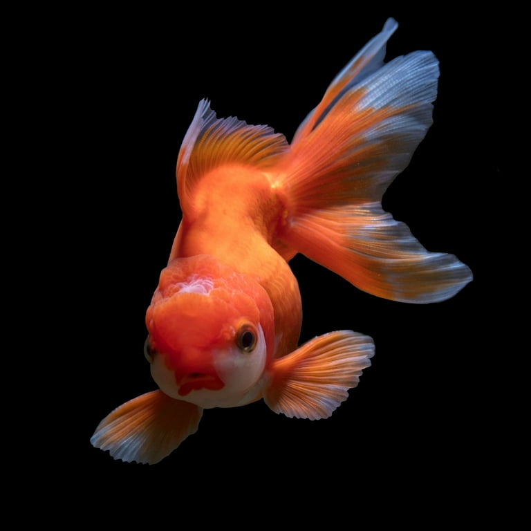 Goldfish flakes cheap bulk