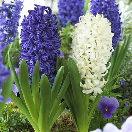 Hyacinth Pack - Hyacinth Blue Jacket & White Pearl, 12-Pack