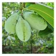 2 Paw Paw Trees Plants, Live Pawpaw Tree Plant Banana Fruit Asimina Triloba Pawpaw Plants