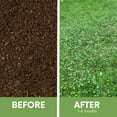 thumbnail image 4 of Flawn Seed Micro Clover Seed Plus Low Mow Grass Seed, Eco-Friendly, Low Growing, Low Maintenance, Kraft Zipper Pouch w/Easy Spread Scoop, Covers Up to 1000 sqft, 4 of 11