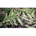 thumbnail image 4 of Variegated Devil's Backbone - 2 Live Starter Plants in 2 Inch Pots - Pedilanthus Tithymaloides - Rare Cactus Succulent from Florida, 4 of 5
