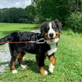 thumbnail image 3 of Pet Heavy Duty Reflective Dog Leash Lead Runner para Perros, 3 of 5