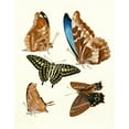 thumbnail image 2 of Johann Heinrich Sulzer 15x18 Black Ornate Wood Framed Double Matted Museum Art Print Titled - Dr. Sulzer's Short History of Insects, Pl. 12 (1776), 2 of 5