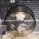 thumbnail image 1 of unbranded Silenciosa Para Hamster Y Roedores En Plástico Y Divertida, 1 of 7