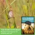 thumbnail image 3 of Little Bluestem Seeds - Perennial Full Sun Native Grass - 5 Packs, 3 of 9