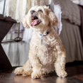 thumbnail image 4 of 10pcs Bucket Tube Labels For Puppy, Anti-lost Pet Id Tag Bucket Silver, 4 of 5