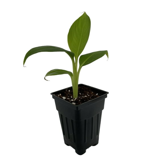 Dwarf Cavendish Banana Plant - Musa - 2.5" Pot