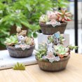 thumbnail image 4 of CAROOTU Miniature Résine de Style Rural Plantation Pot avec Mignon Dessin Animé Animal Succulent Pot de Fleurs Micro, 4 of 7