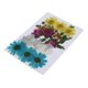 thumbnail image 4 of 1 Paquete de Hojas Secas Zulema Naturales Prensadas para Manualidades, 4 of 8