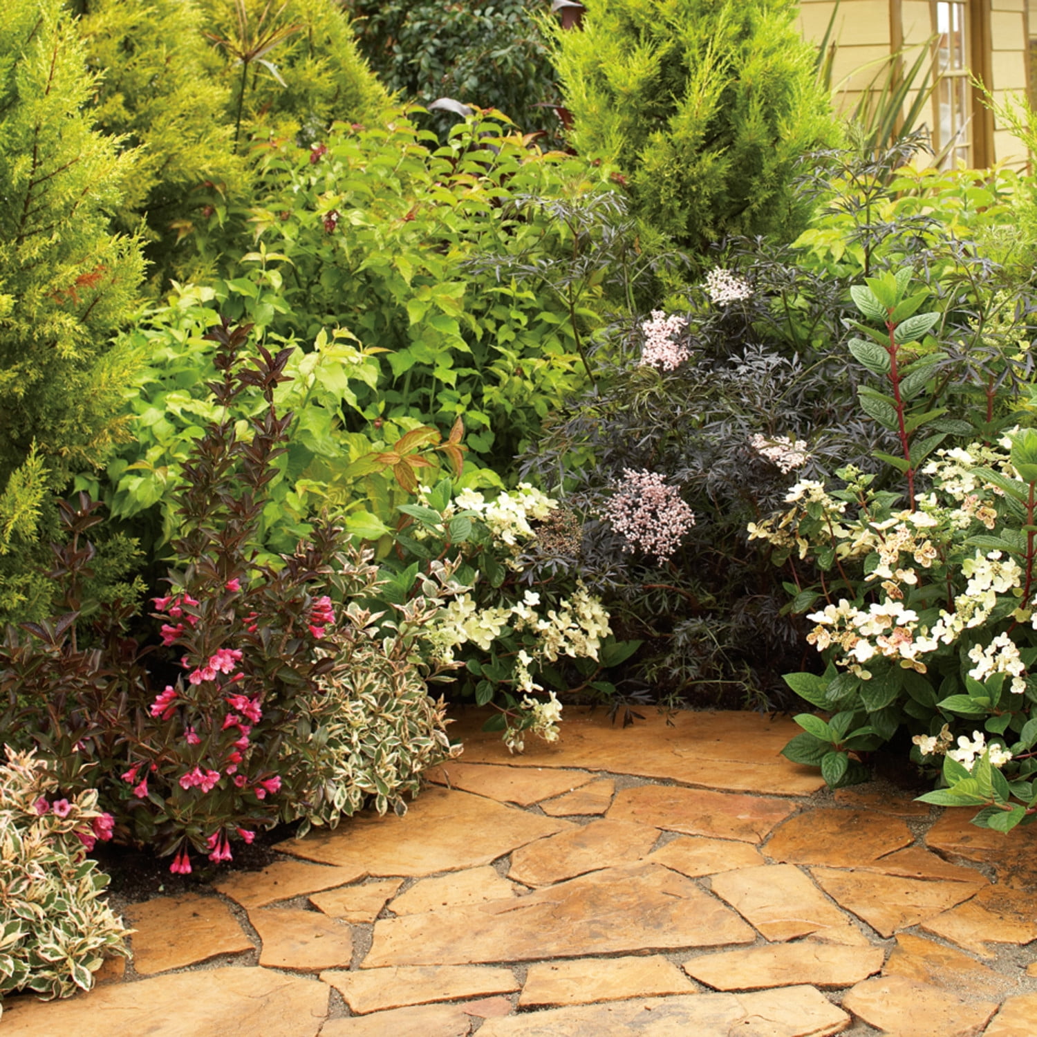 Proven Winners ColorChoice 5" Pink Wine & Roses Weigela Live Plant in 4.5" Pot (4 Count)