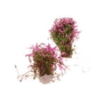 thumbnail image 3 of 4 Modelo De Flor De Cubierta Mini Para Diseño De Paisaje De Fucsia Baoblaze Paisaje Modelo de paisaje Cubierta de suelo Modelo de flor Fucsia 4 piezas, 3 of 7