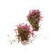 thumbnail image 3 of 4 Tren modelo Algas acuáticas Plantas acuáticas Césped Diseño de paisaje Paisaje Fucsia, 3 of 7