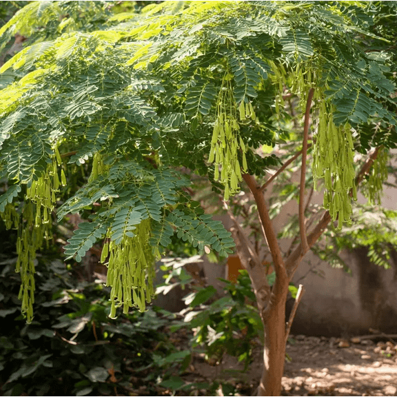 10 Seeds Moringa Tree Seeds for Planting, Miracle Tree Seeds for Garden