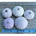 thumbnail image 2 of Sea Urchin | 5 Purple Sea, 2 of 3