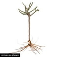 thumbnail image 4 of Ketchup & Mustard Dormant Bare Root Floribunda 24IN Tree Form Rose, 1-Pack, 4 of 4
