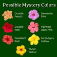 thumbnail image 4 of Tropical Plants of Florida Multicolor Hibiscus Bush, 24–28 in Tall, 3 Gallon Pot, Full Sun, 4 of 5