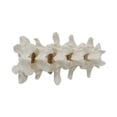 thumbnail image 3 of Modelo de spine humano Modelo de enseñanza de la enseñanza Experimento Proyecto de órgano Modelo estructural accesorios para niños de más de 8 años, 3 of 9
