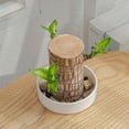 thumbnail image 5 of Direct from the base, Brazilian Lucky Bamboo Plant, Indoor Water Cultivated Desk, 5 of 5