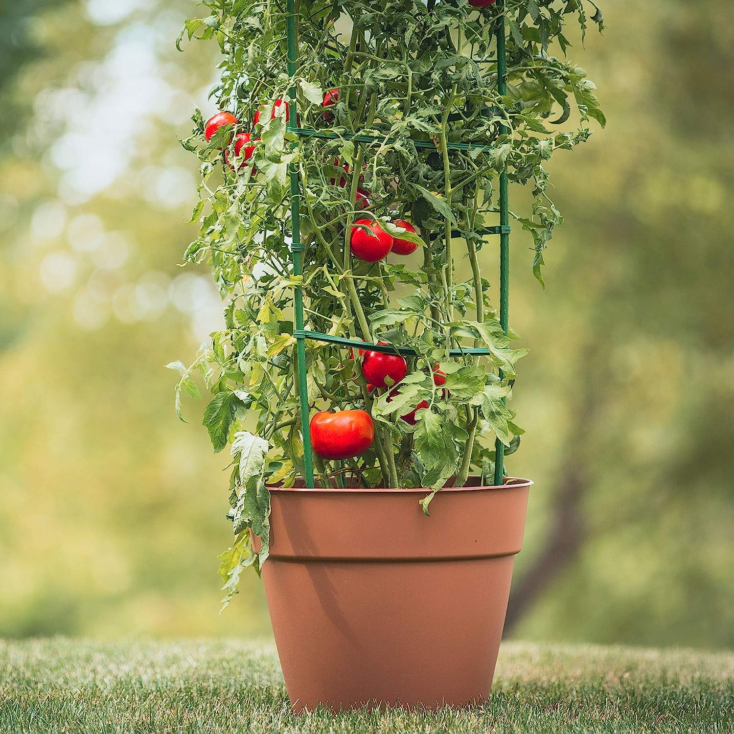 Gardeners Blue Ribon TMC3PACK 5 ft. Sturdy Ultomato Tomato Cage - Pack of 3