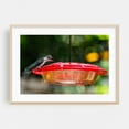 thumbnail image 2 of Hummingbird Drinking from the Feeder on a Summer Morning - Pennsylvania Photography Bird Wildlife Nature Garden Animal Botanical Scenic Unframed Wall Art Print 24 x 36 inches, 2 of 7